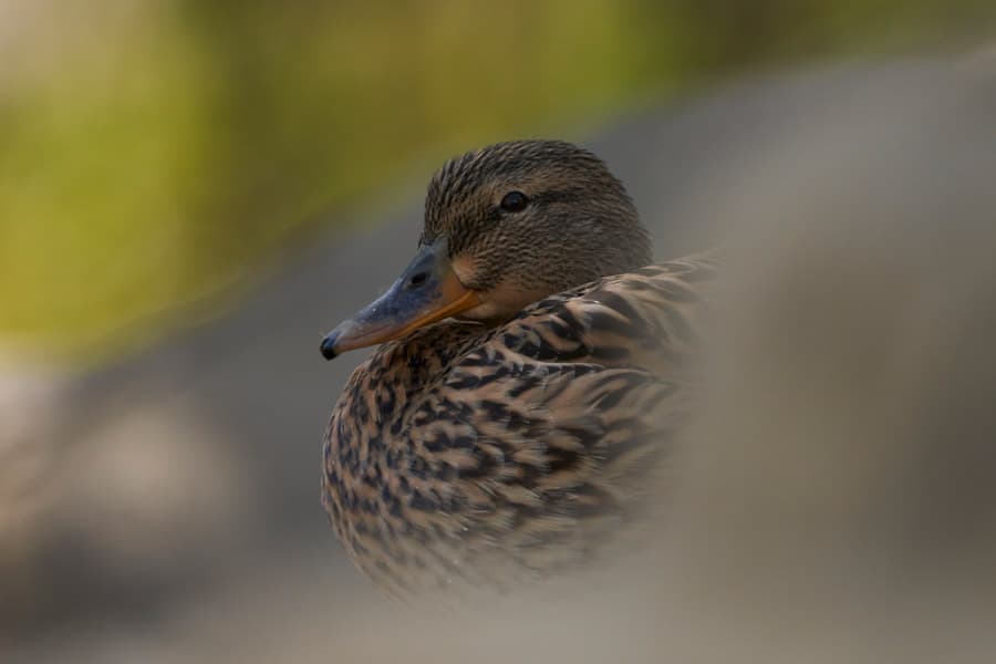 Photo by Robert Wade