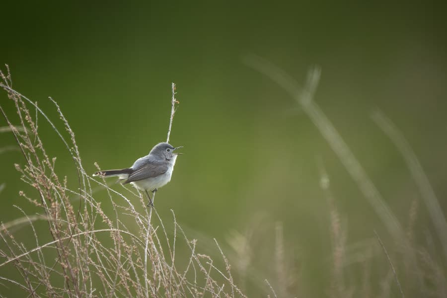 Photo by Robert Wade