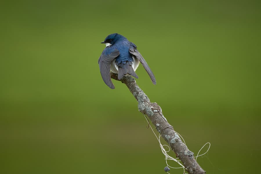 Photo by Robert Wade