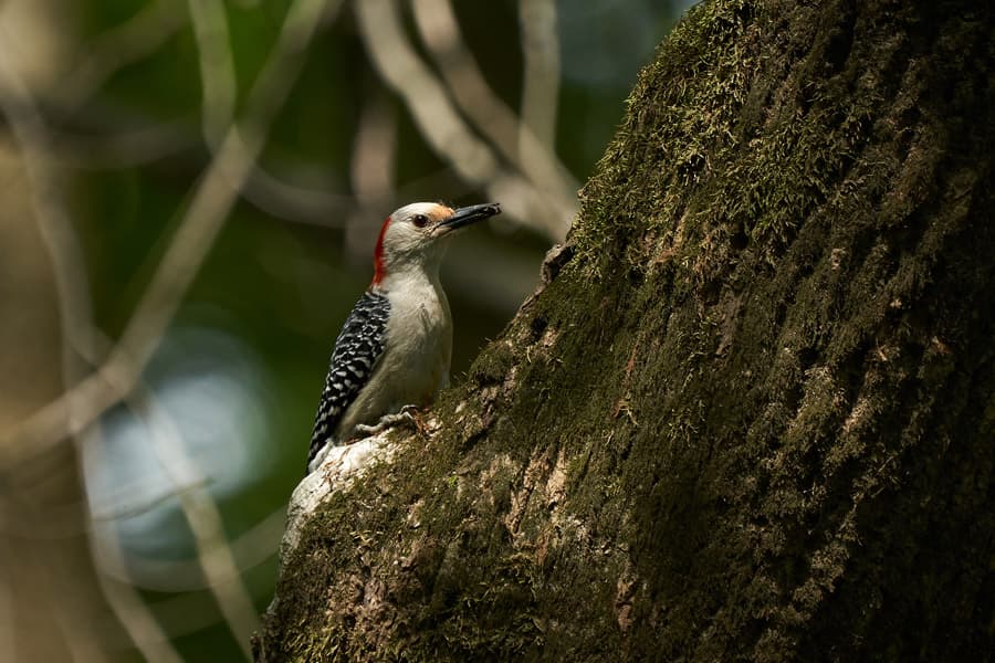 Photo by Robert Wade