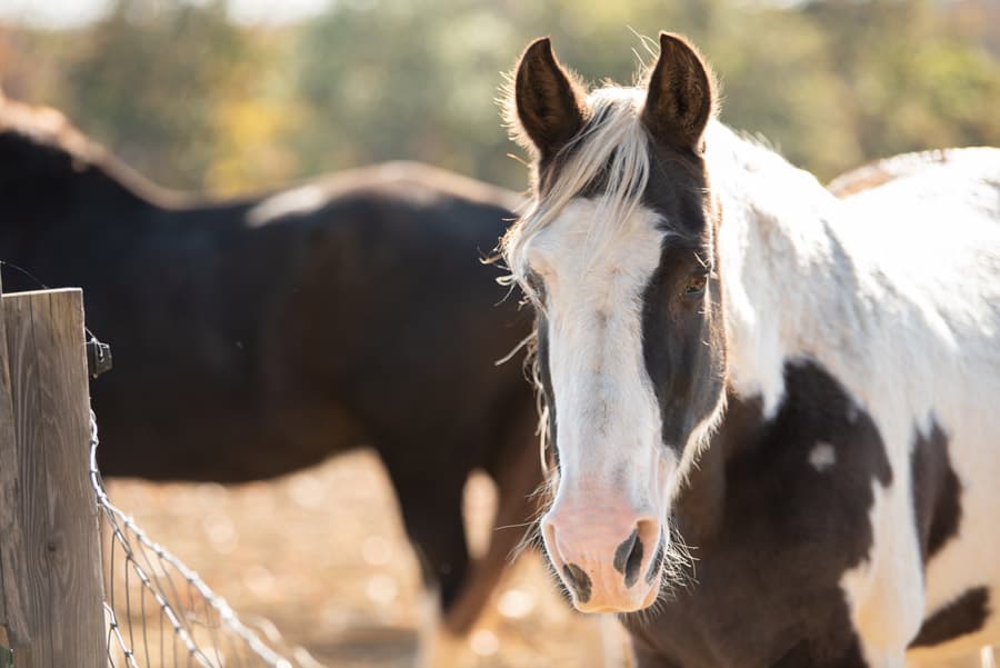 Photo by Robert Wade