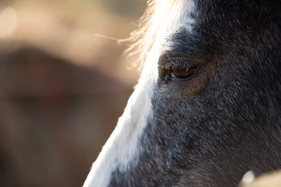 Photo by Robert Wade