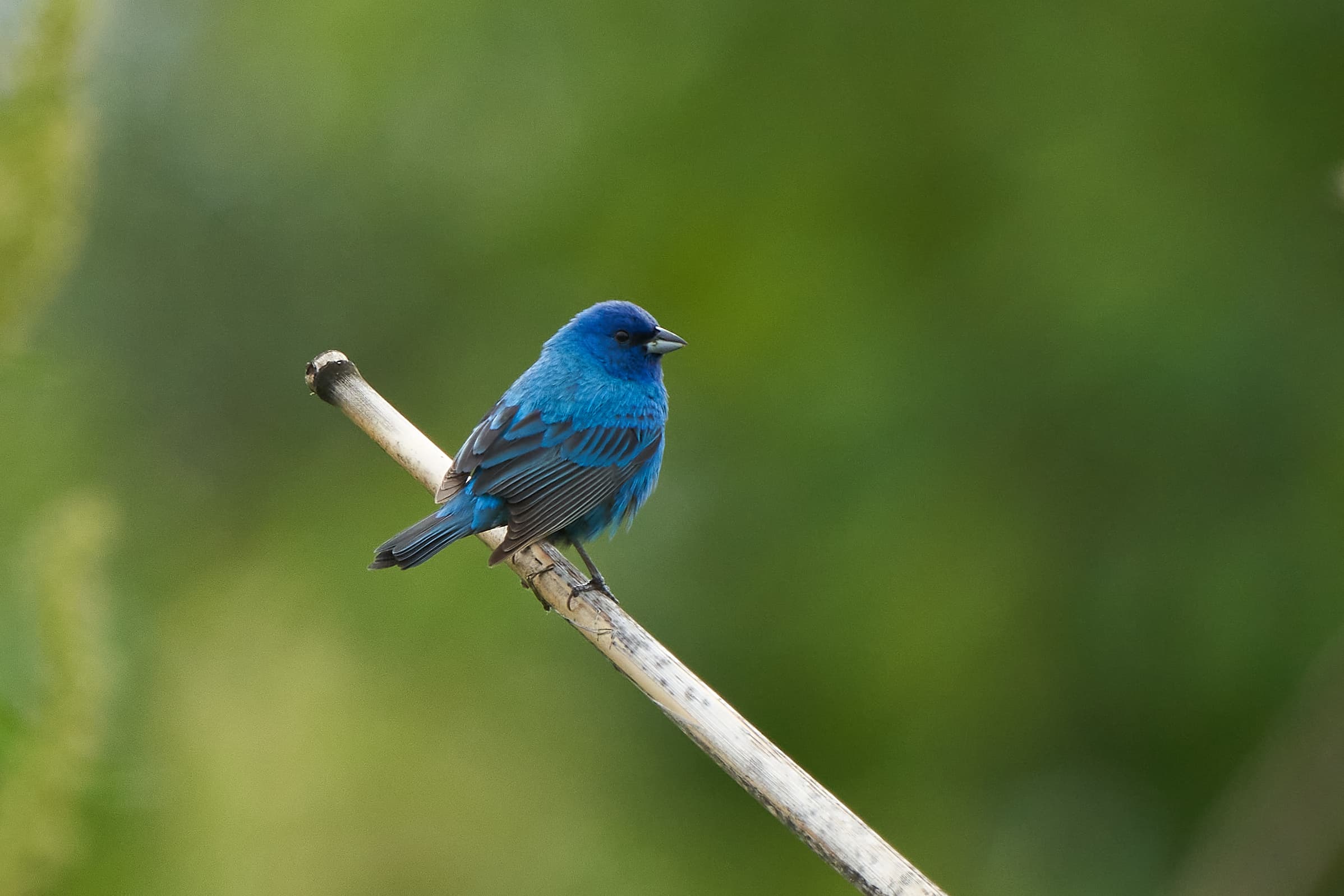 Photo by Robert Wade